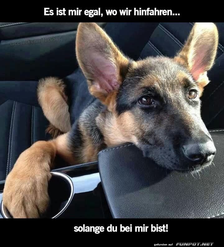 Hund genießt die Autofahrt Hund genießt die Autofahrt