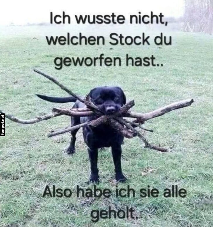 Hund mit vielen Stöcken im Maul Hund mit vielen Stöcken im Maul