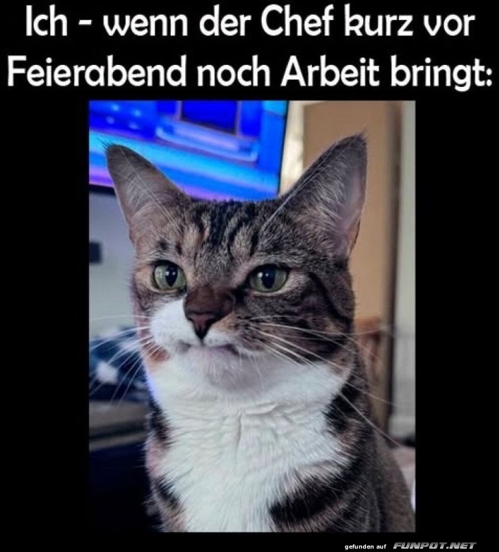 Katze vor Feierabendüberraschung Katze vor Feierabendüberraschung