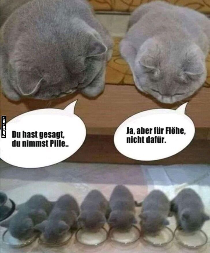 Katzen und Missverständnisse Katzen und Missverständnisse