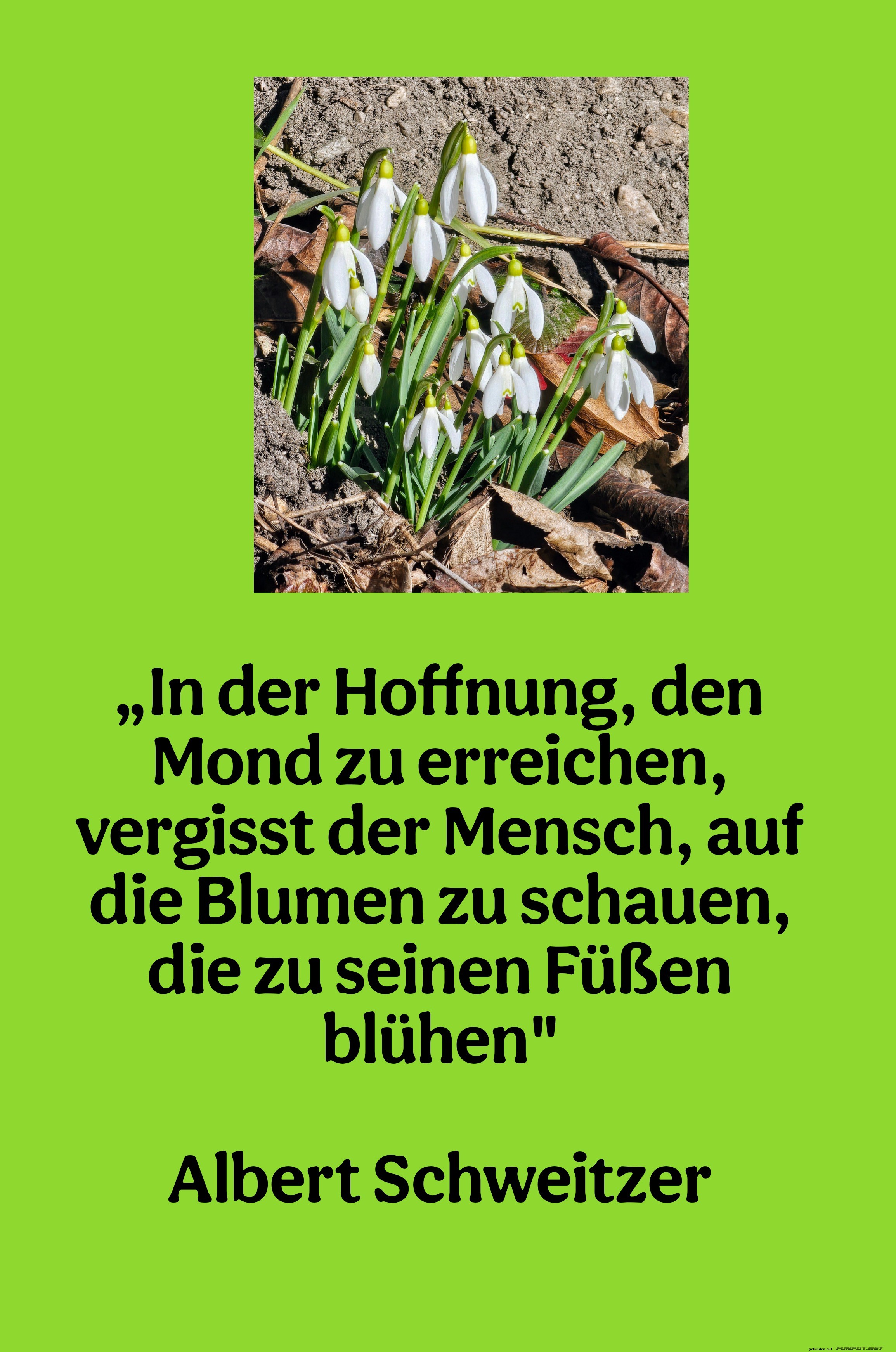 Albert Schweitzer: Über Hoffnung und Blumen Albert Schweitzer: Über Hoffnung und Blumen