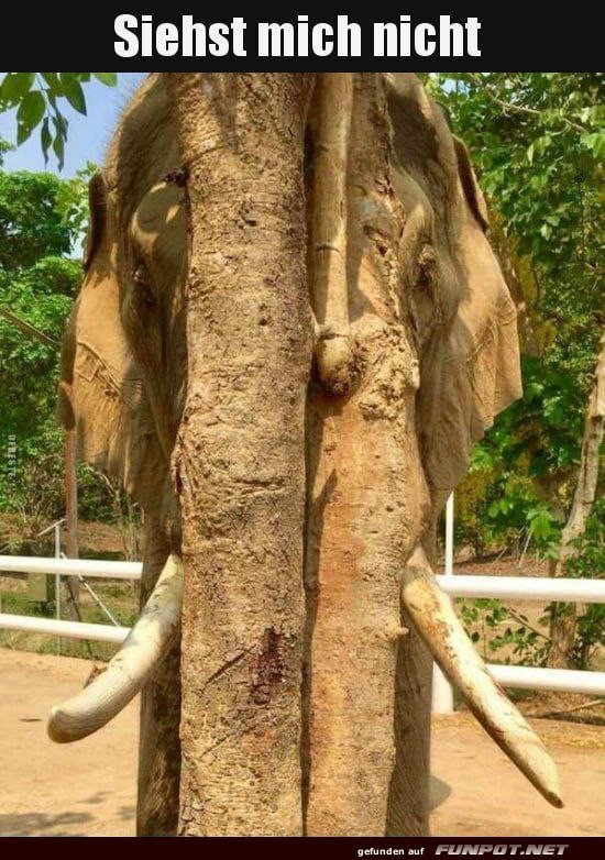 Elefant gut hinter Baum versteckt Elefant gut hinter Baum versteckt