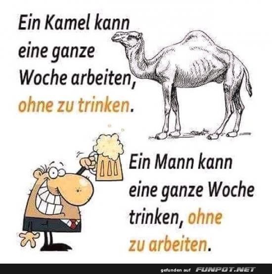 Witziges Kamel vs. Mann Meme Witziges Kamel vs. Mann Meme