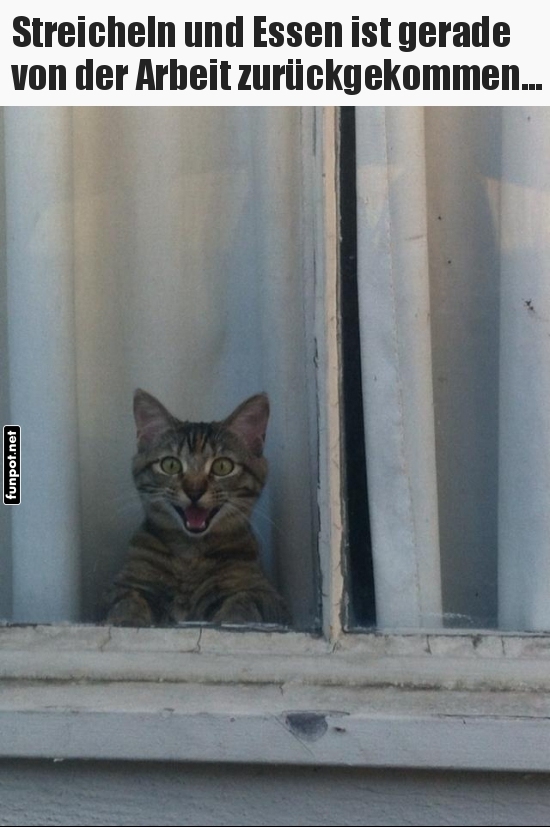 Katze im Fenster erwartet Streicheleinheiten Katze im Fenster erwartet Streicheleinheiten