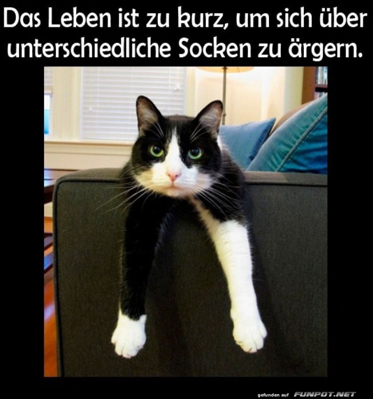 Entspannte Katze auf dem Sofa Entspannte Katze auf dem Sofa