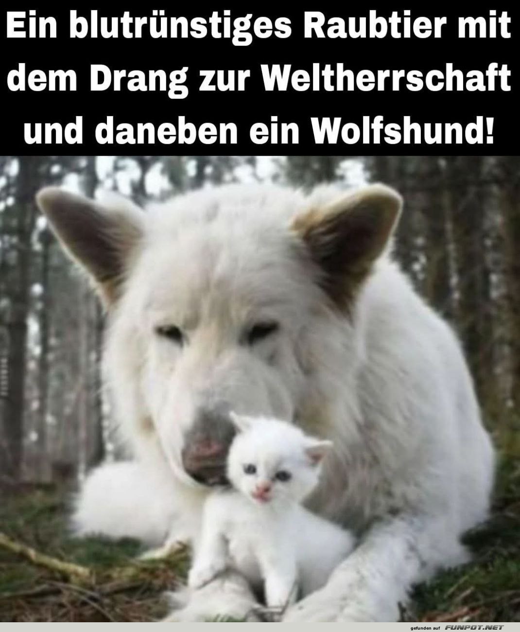 Wolfshund und Kätzchen im Wald Wolfshund und Kätzchen im Wald