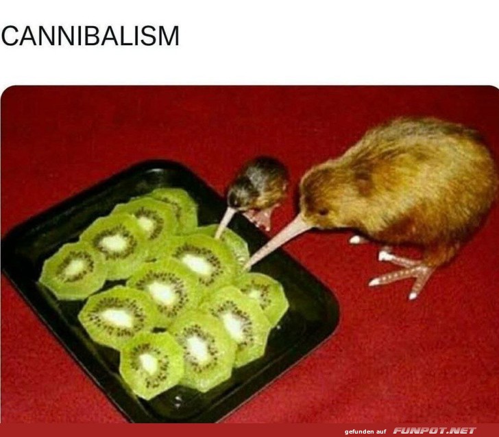 Kiwi-Vögel und Kiwi-Scheiben - Humorvolle Szene Kiwi-Vögel und Kiwi-Scheiben - Humorvolle Szene