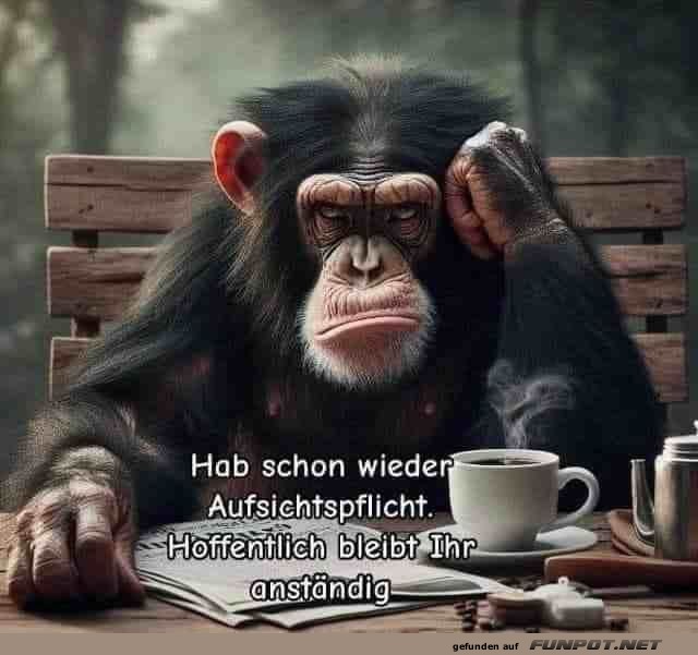 Affe übernimmt wieder Aufsichtspflicht Affe übernimmt wieder Aufsichtspflicht