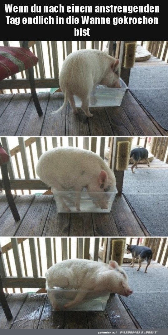 Schwein in der Wanne: Entspannungsmoment Schwein in der Wanne: Entspannungsmoment