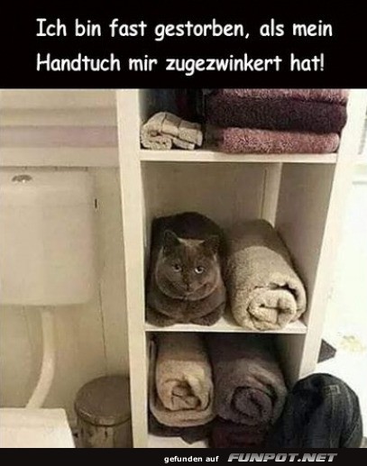 Versteckter Katzenwitz im Badezimmerregal Versteckter Katzenwitz im Badezimmerregal