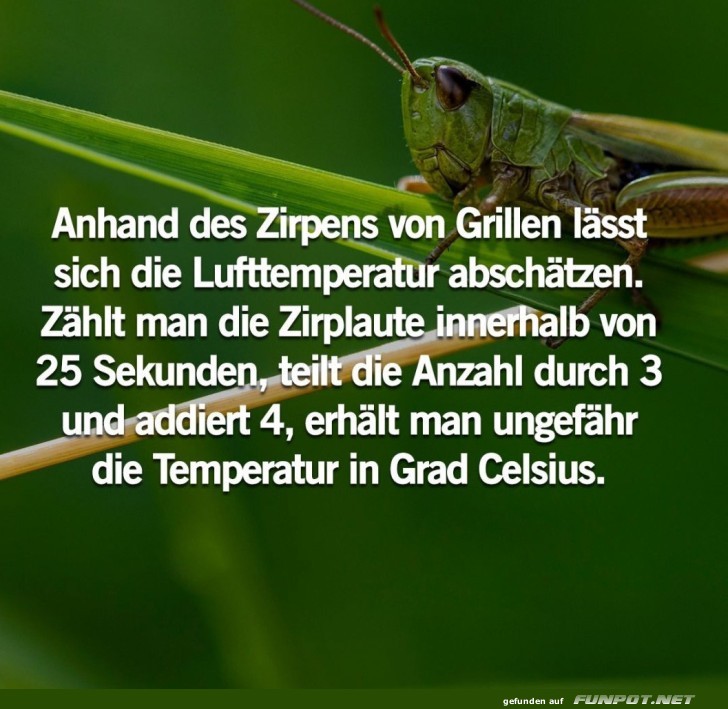 Temperaturschätzung durch Grillenzirpen Temperaturschätzung durch Grillenzirpen