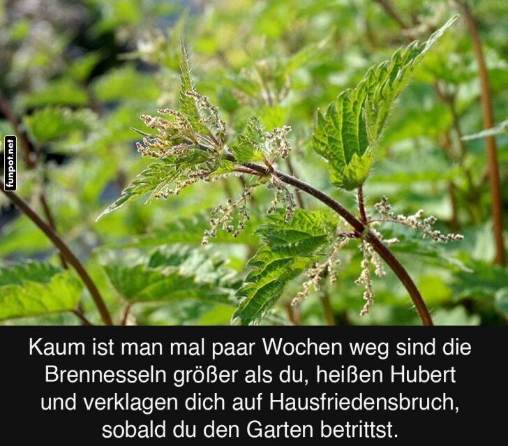 Die Macht der Brennnesseln Die Macht der Brennnesseln