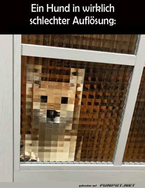 Pixel-Hund hinter Glasfenster Pixel-Hund hinter Glasfenster