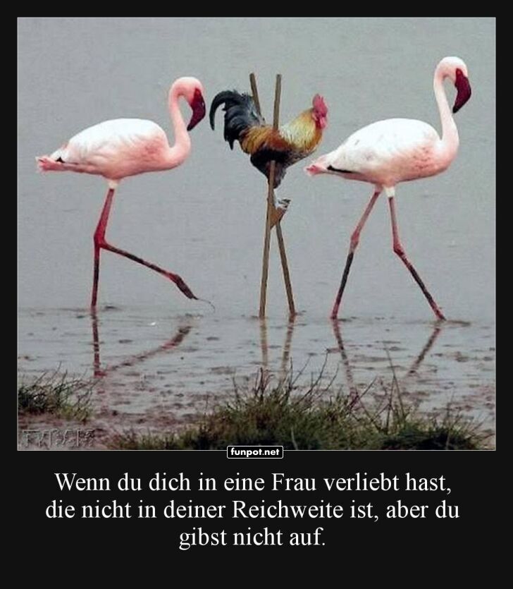 Flamingos und Huhn - Beharrlichkeit Flamingos und Huhn - Beharrlichkeit