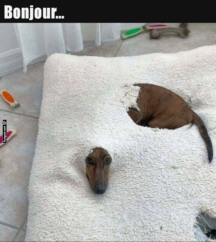 Hund versteckt sich in einem flauschigen Bett Hund versteckt sich in einem flauschigen Bett