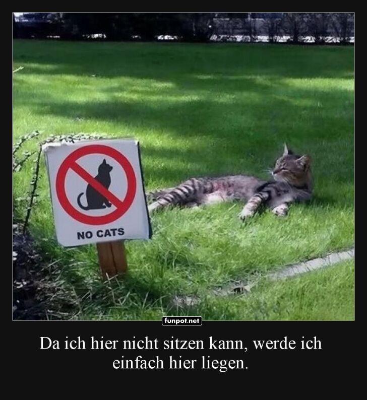 Katze ignoriert Verbotsschild im Park Katze ignoriert Verbotsschild im Park