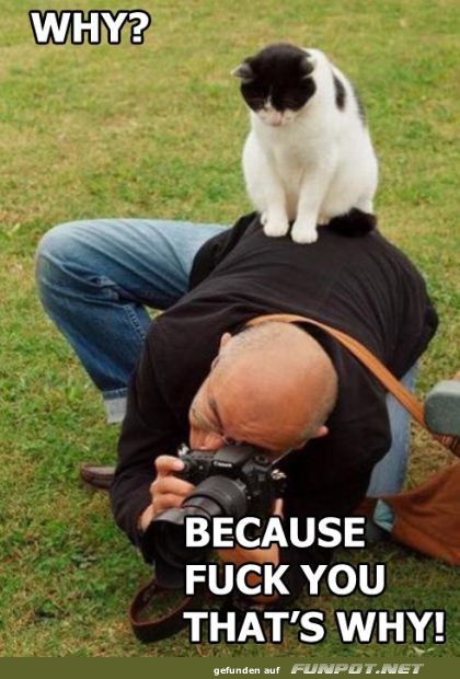 Katze sitzt auf Fotografen für perfekte Aufnahme Katze sitzt auf Fotografen für perfekte Aufnahme