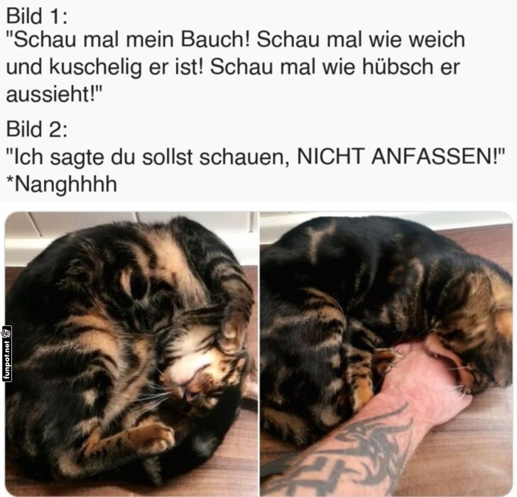 Lustiger Katzencomic: Bauch zeigen, nicht anfassen Lustiger Katzencomic: Bauch zeigen, nicht anfassen