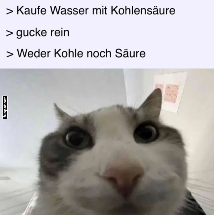 Lustiger Katzen-Meme ber Kohlensure-Kauf