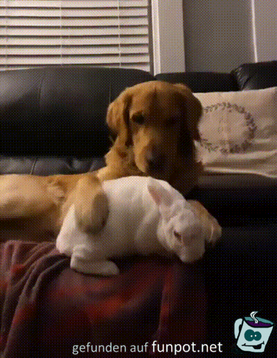 Hund liebt den Hasen Hund liebt den Hasen