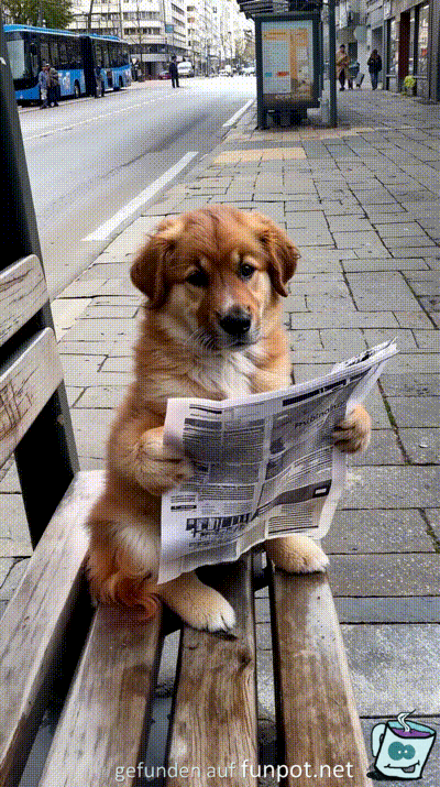 Belesener Hund Belesener Hund