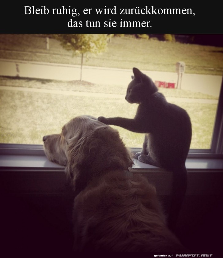 Hund und Katze blicken aus dem Fenster Hund und Katze blicken aus dem Fenster