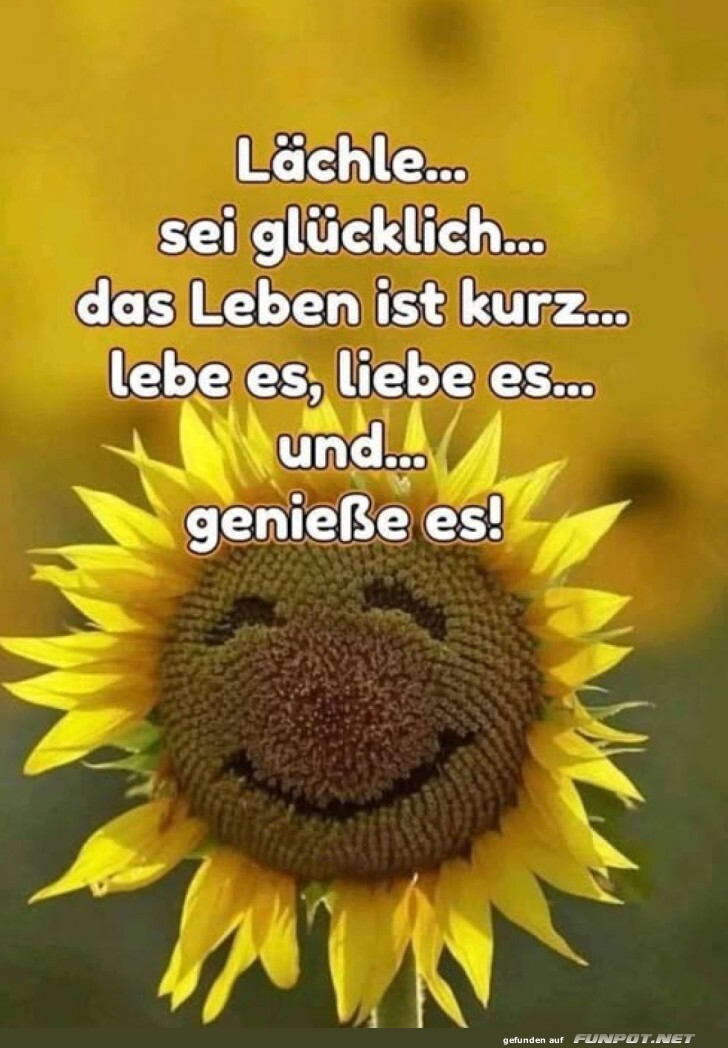 Ein Lächeln von einer Sonnenblume Ein Lächeln von einer Sonnenblume