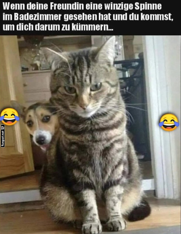 Katze und Hund im Badezimmer Katze und Hund im Badezimmer