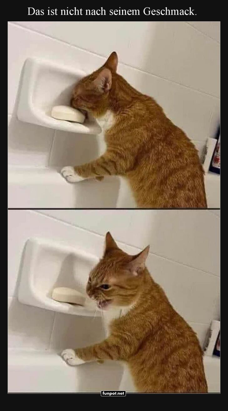 Katze probiert Seife, unbeeindruckt Katze probiert Seife, unbeeindruckt