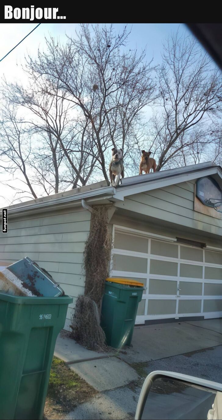 Hunde grüßen von der Garage Hunde grüßen von der Garage