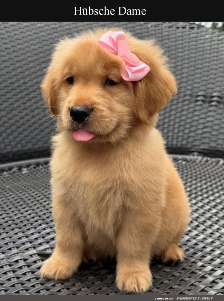 Süßer Golden Retriever Welpe mit rosa Schleife Süßer Golden Retriever Welpe mit rosa Schleife