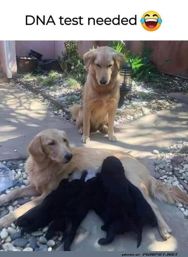 Überraschende Hundebabys sorgen für Lacher Überraschende Hundebabys sorgen für Lacher
