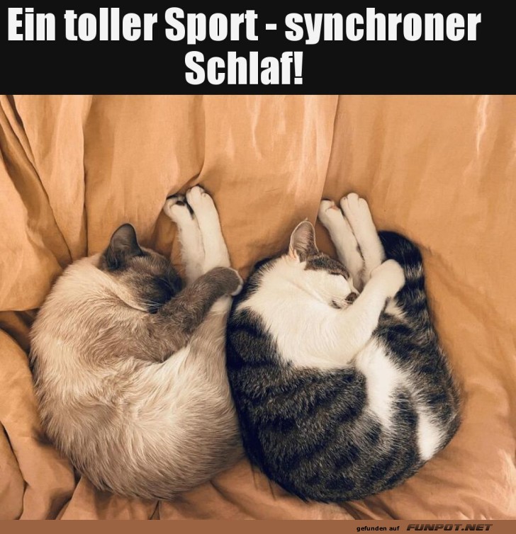 Synchroner Schlaf: Perfektion in Katzenform Synchroner Schlaf: Perfektion in Katzenform