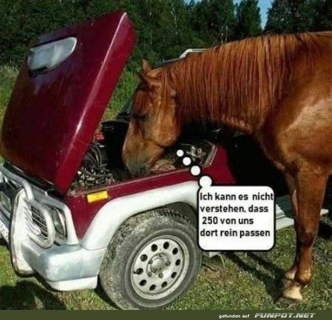 Pferd untersucht Auto Pferd untersucht Auto