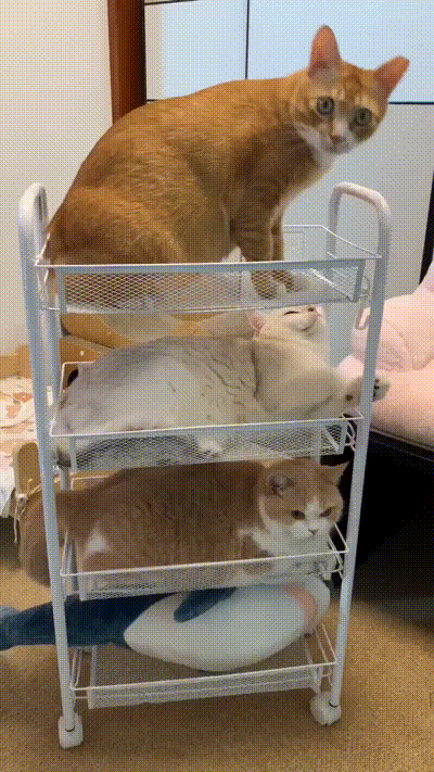 Katzen-Turm