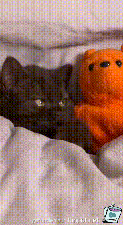 Kätzchen und ihr Teddy Kätzchen und ihr Teddy