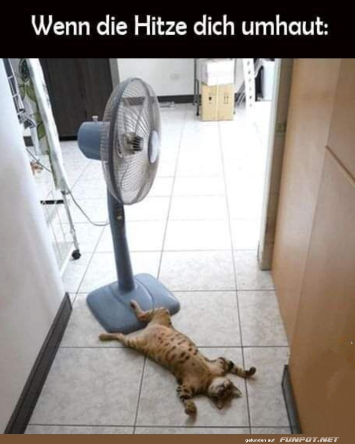 Katze und Ventilator: Der Hitze entkommen Katze und Ventilator: Der Hitze entkommen