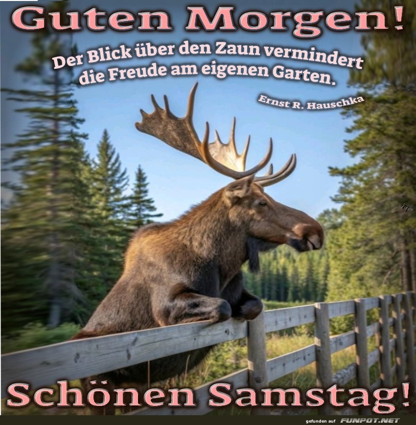 Elch begrüßt den Morgen Elch begrüßt den Morgen