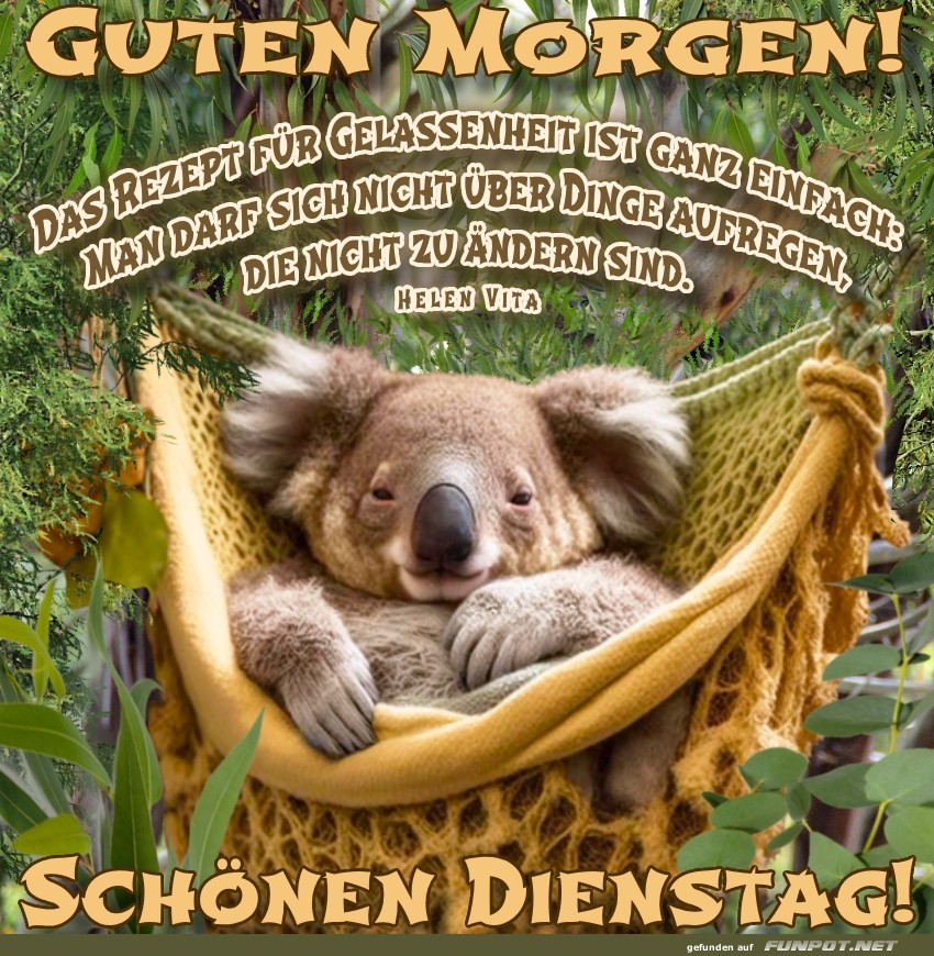 Entspannter Koala begru?ßt den Dienstagmorgen Entspannter Koala begru?ßt den Dienstagmorgen
