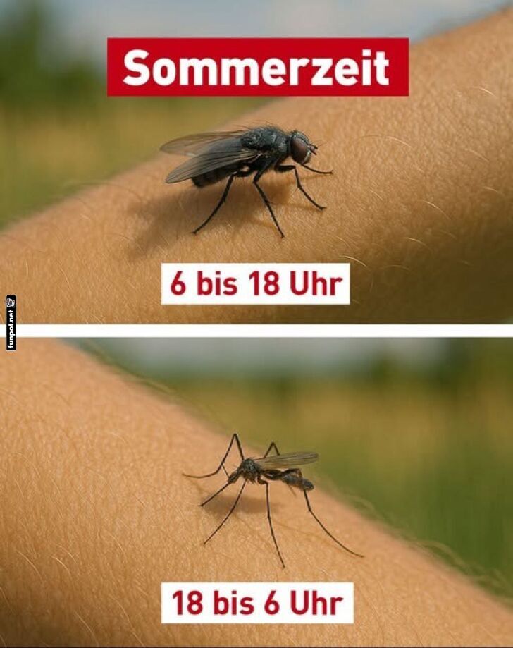 Sommerzeit: Nervige Insekten im Alltag Sommerzeit: Nervige Insekten im Alltag