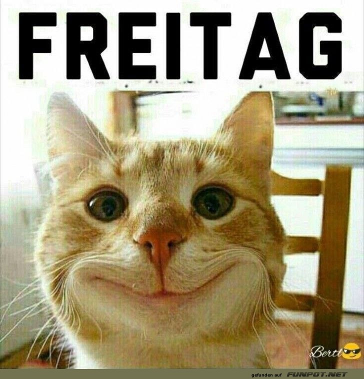 Freitag: Katze ist bereit fürs Wochenende Freitag: Katze ist bereit fürs Wochenende
