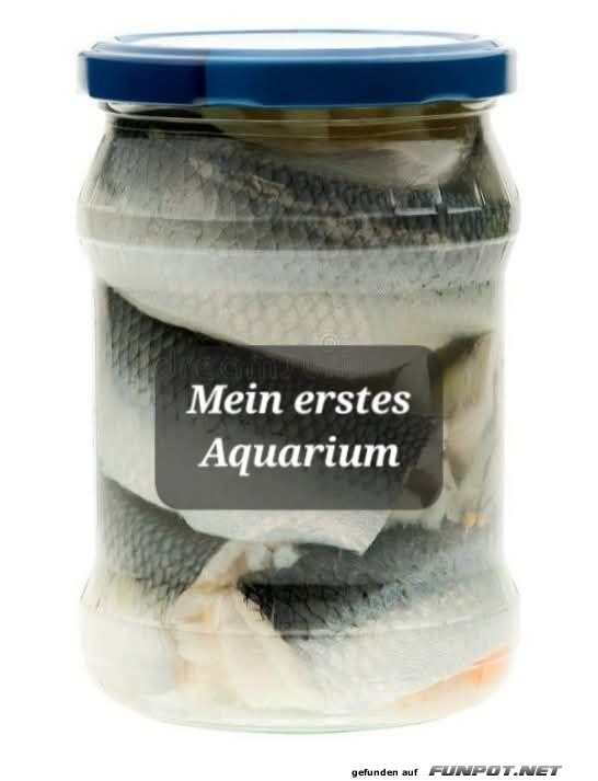 Lustiger Blick auf ein ungewöhnliches Aquarium Lustiger Blick auf ein ungewöhnliches Aquarium