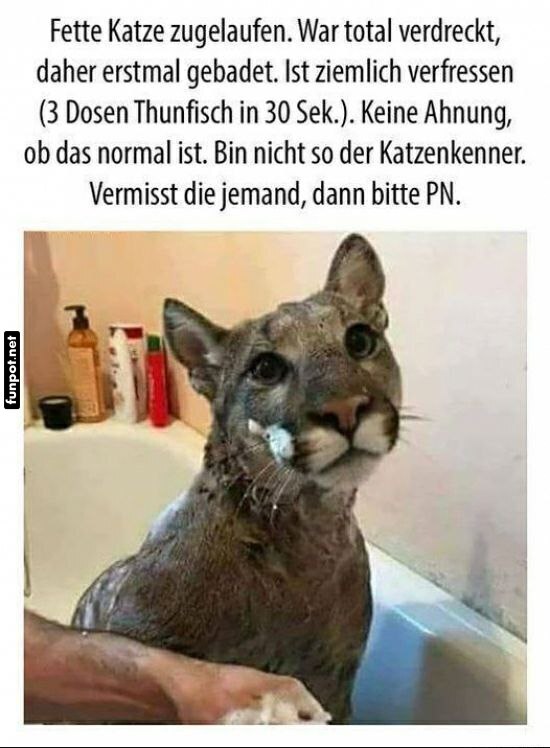 Katze gebadet nach unerwartetem Fund Katze gebadet nach unerwartetem Fund