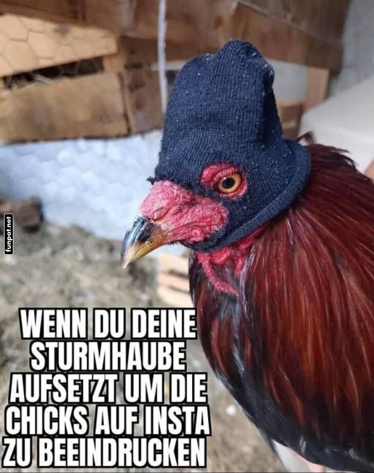 Huhn mit Sturmhaube für Social Media Eindruck Huhn mit Sturmhaube für Social Media Eindruck