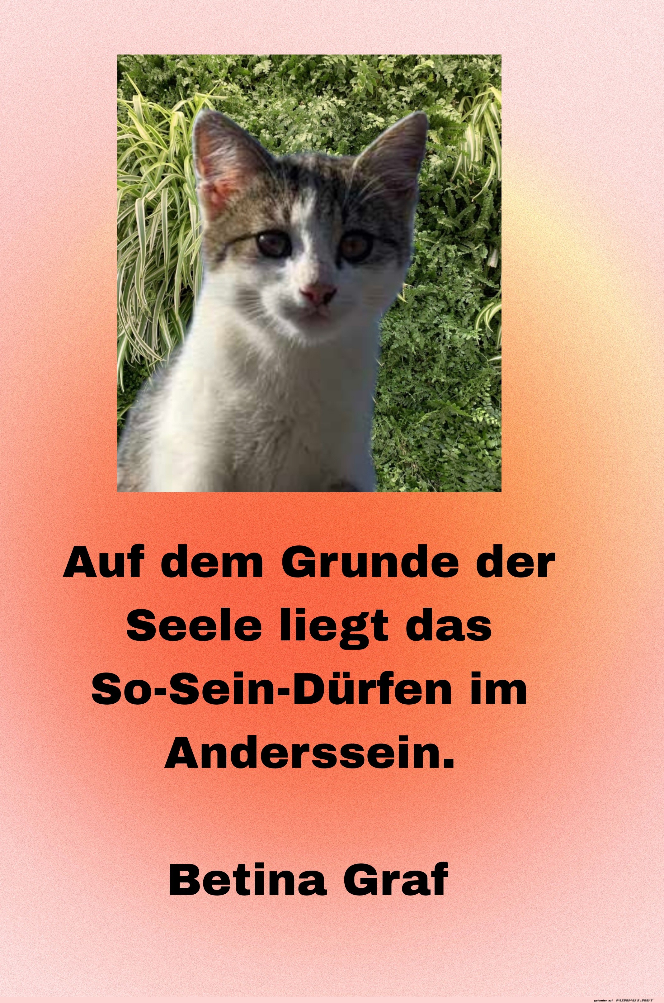 Niedliche Katze mit inspirierendem Zitat Niedliche Katze mit inspirierendem Zitat