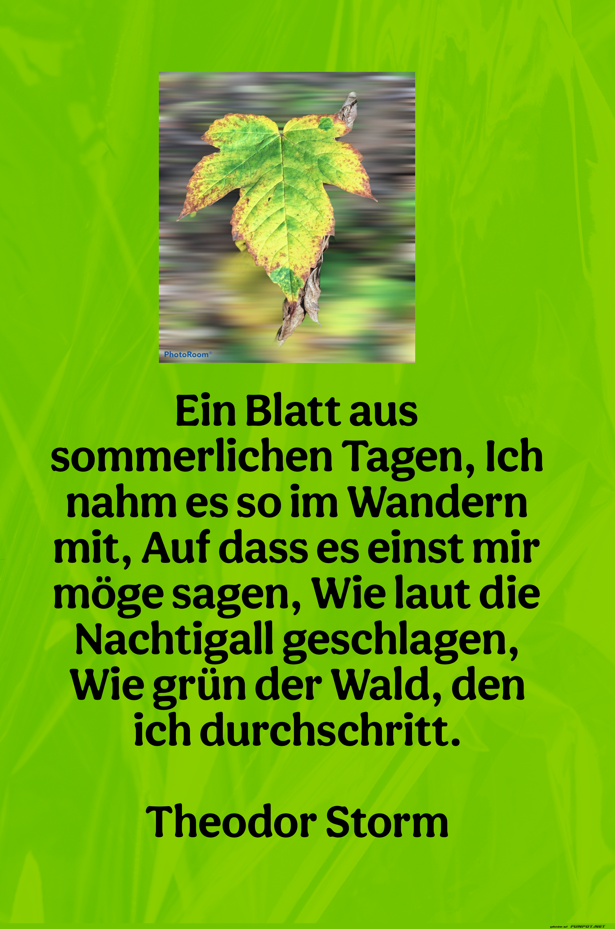 ein blatt aus sommerlichen tagen ein blatt aus sommerlichen tagen