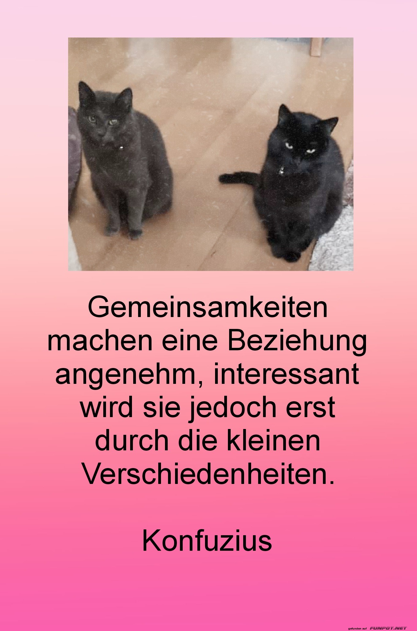 Zwei Katzen und ein Konfuzius-Zitat Zwei Katzen und ein Konfuzius-Zitat