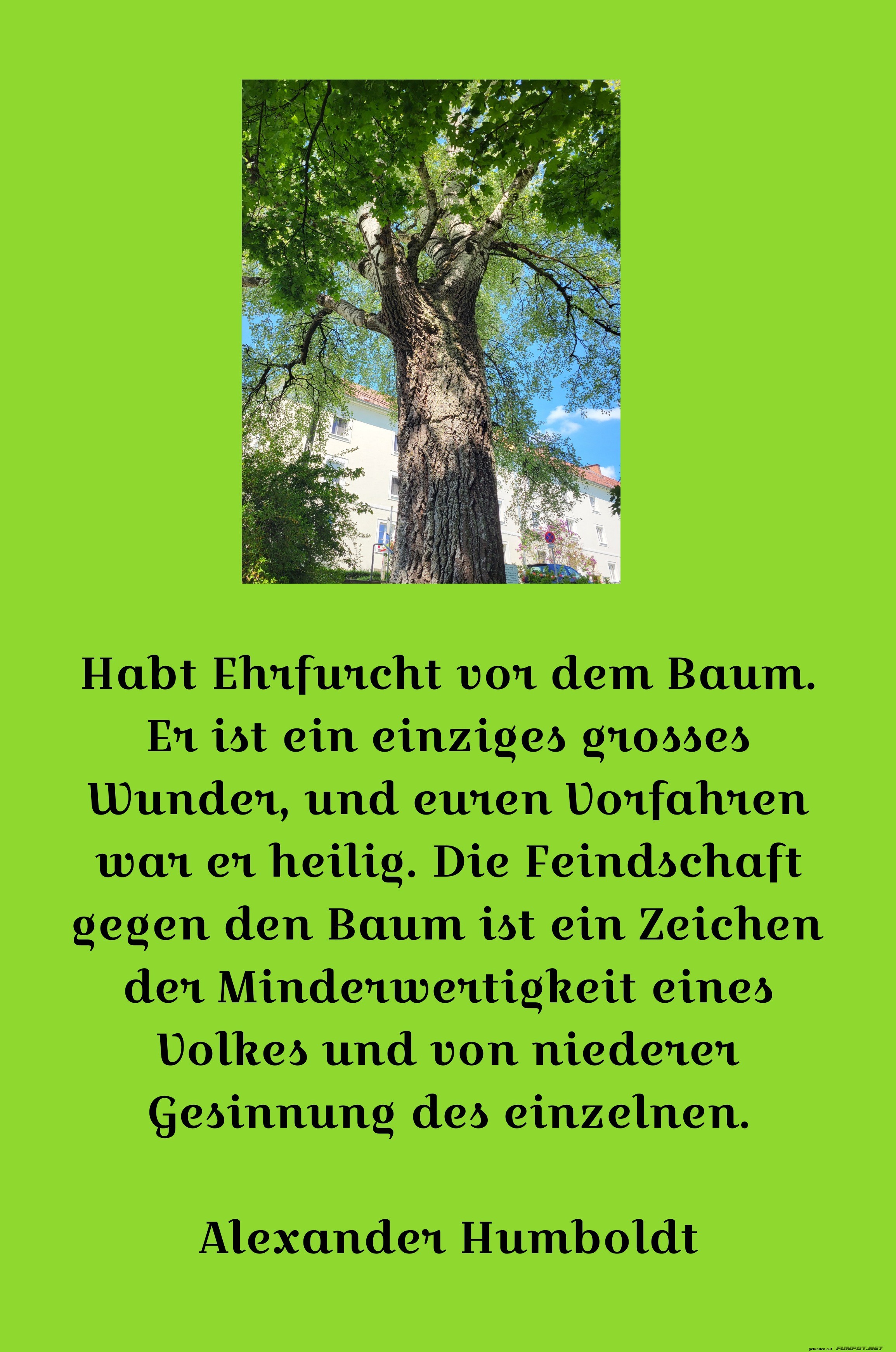 habt ehrfurcht vor dem baum habt ehrfurcht vor dem baum
