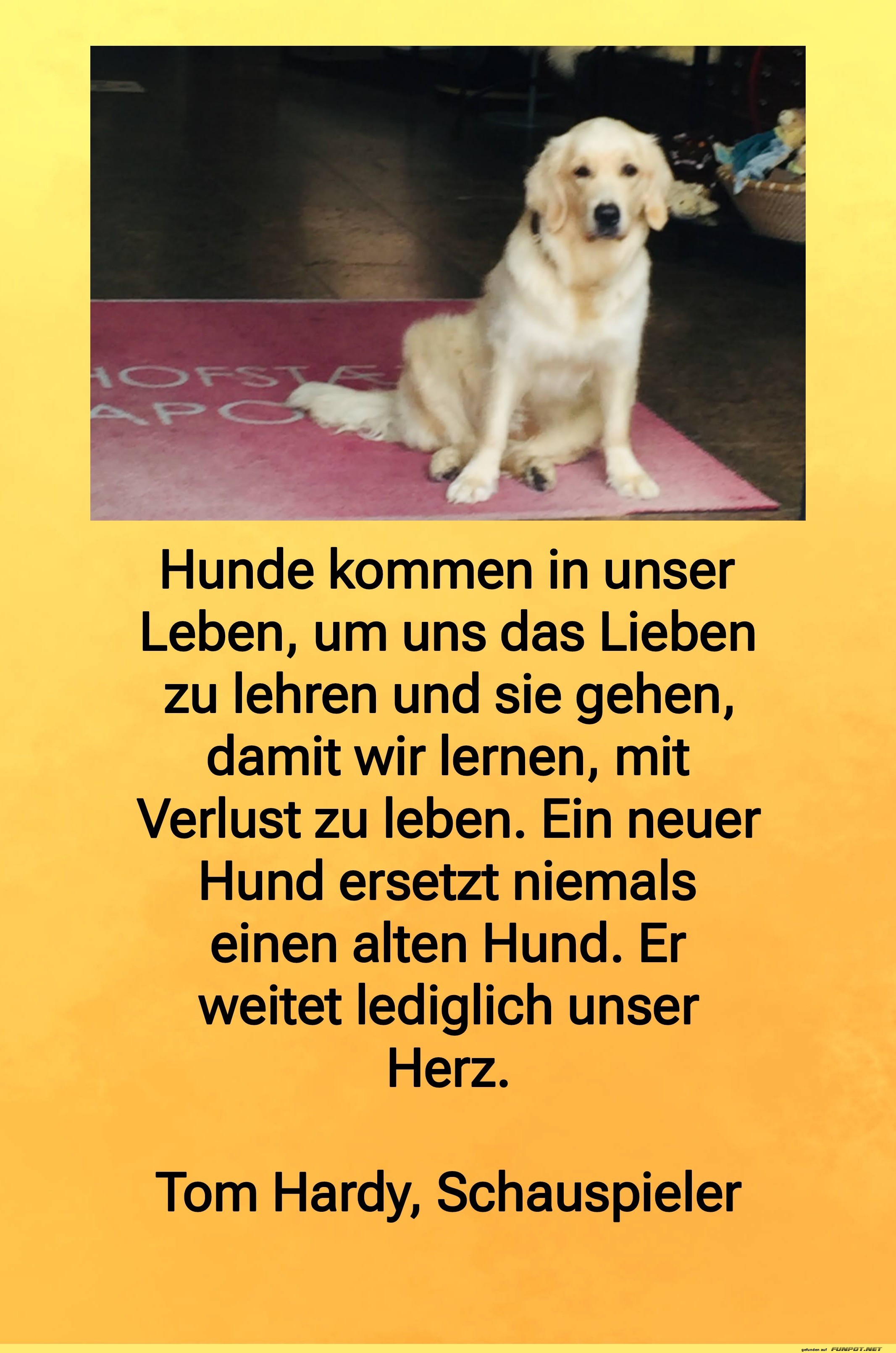 hunde kommen in unser leben hunde kommen in unser leben