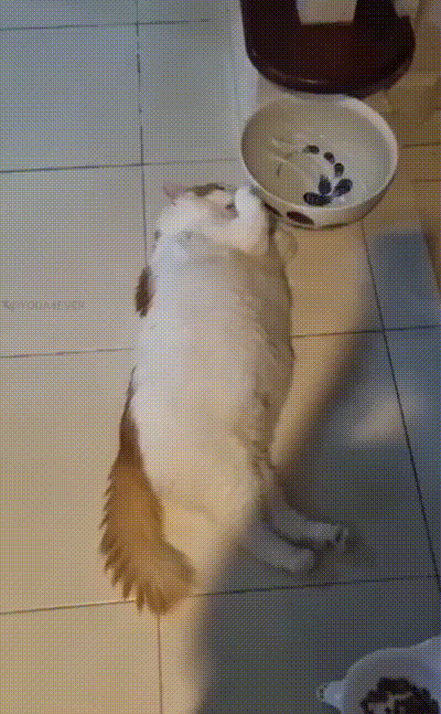 Faule Katze Faule Katze